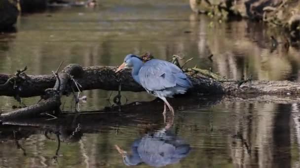 Garça Cinzenta Ardea Cinerea Pássaro Cinzento Enorme Que Percorre Lago — Vídeo de Stock
