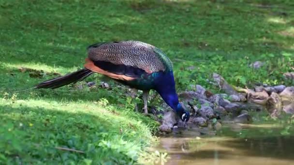 Den Indiska Peafowl Eller Blå Peafowl Pavo Cristatus Stor Och — Stockvideo