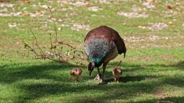 Indyjska Mamuśka Małymi Dziećmi Peafowl Niebieski Pavo Cristatus Jest Dużym — Wideo stockowe