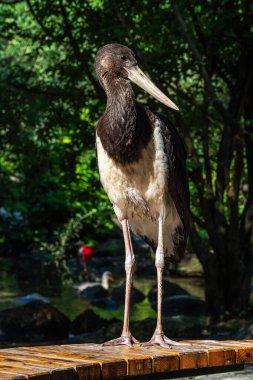 Kara leylek, Ciconia nigra leylek familyasından büyük bir kuş türü..