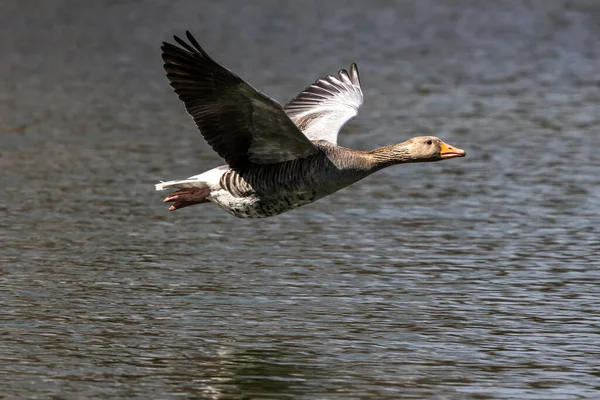 Χήνα Greylag Anser Anser Είναι Ένα Είδος Μεγάλης Χήνας Στην — Φωτογραφία Αρχείου