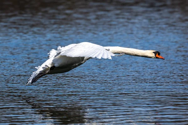 Cygnus Olor Uma Espécie Cisne Família Anatidae Aqui Voando Sobre — Fotografia de Stock