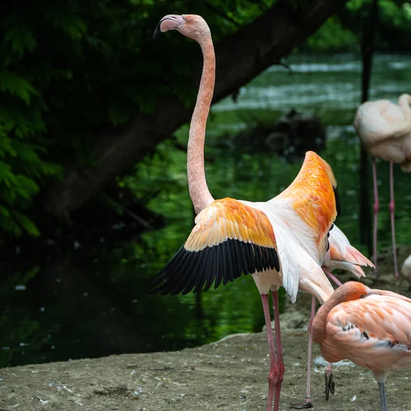 Flamant Rose Américain Phoenicopterus Ruber Est Une Grande Espèce Flamant — Photo