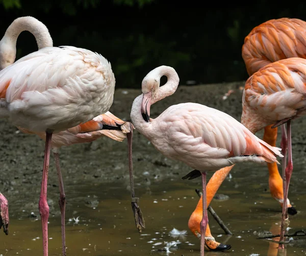 American Flamingo Phoenicopterus Ruber Large Species Flamingo Also Known Caribbean — Stock Photo, Image