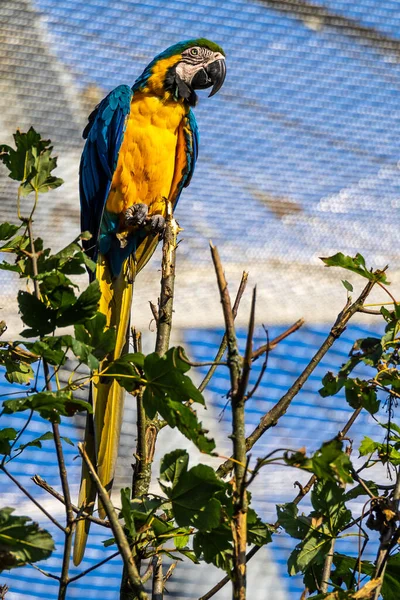 노란색의 마카우 Blue Yellow Macaw 황금색의 마카우 Ara Ararauna 대부분 — 스톡 사진