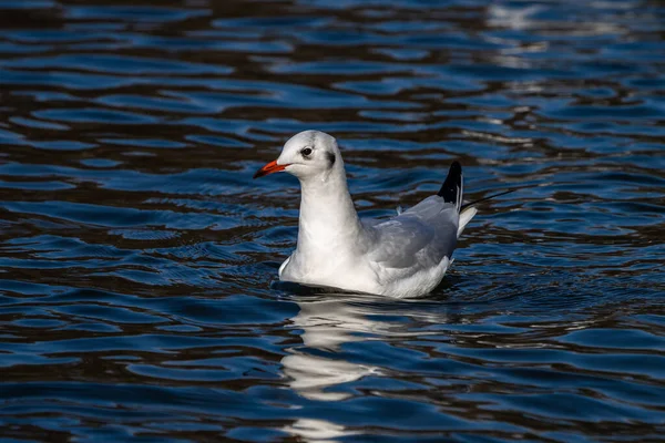 Gaivota Arenque Europeia Larus Argentatus Uma Grande Gaivota Uma Das — Fotografia de Stock