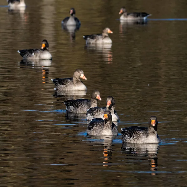 Goose Greylag Anser Anser Вид Великих Гусей Родині Водоплавних Птахів — стокове фото