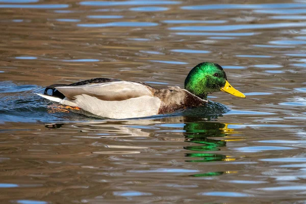 Pato Mallard Anas Platyrhynchos Pato Aqui Nadando Lago — Fotografia de Stock