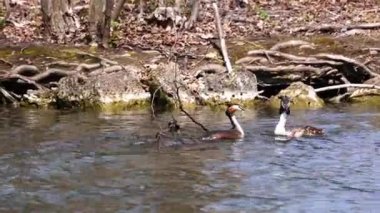 Bir çift Great Crested Grebe, Podiceps kristali yuvalarını inşa ediyor. Güzel turuncu renkli kuş, kırmızı gözlü su kuşu. Eski Dünya 'da bulunan en büyük aile üyesidir..