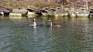 Bir çift Great Crested Grebe, Podiceps kristali yuvalarını inşa ediyor. Güzel turuncu renkli kuş, kırmızı gözlü su kuşu. Eski Dünya 'da bulunan en büyük aile üyesidir..