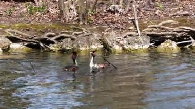 Bir çift Great Crested Grebe, Podiceps kristali yuvalarını inşa ediyor. Güzel turuncu renkli kuş, kırmızı gözlü su kuşu. Eski Dünya 'da bulunan en büyük aile üyesidir..