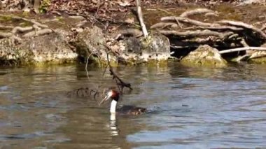 Bir çift Great Crested Grebe, Podiceps kristali yuvalarını inşa ediyor. Güzel turuncu renkli kuş, kırmızı gözlü su kuşu. Eski Dünya 'da bulunan en büyük aile üyesidir..