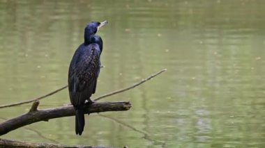 Kuzey yarımküre boyunca büyük siyah karabatak olarak bilinen büyük karabatak, Avustralya 'daki siyah karabatak ve Yeni Zelanda' nın daha güneyindeki siyah karabatak