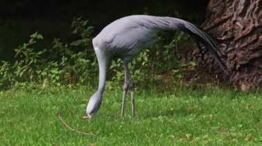 Grus paradisea, Güney Afrika 'ya özgü nesli tükenmekte olan bir kuş türü. Güney Afrika 'nın ulusal kuşudur.