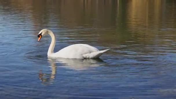 Mute Swan Cygnus Olor Adalah Spesies Angsa Dan Anggota Famili — Stok Video