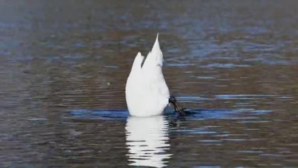 Mute Swan Cygnus Olor 백조의 일종이며 Anatidae 일종이다 뮌헨에 정원의 — 비디오
