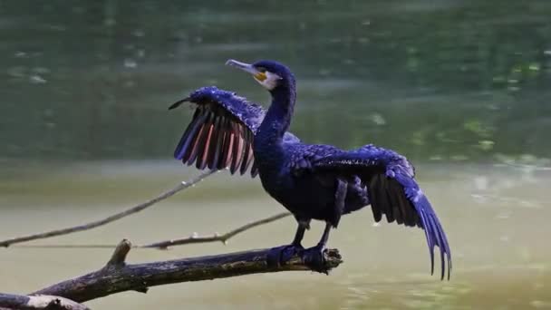 Velký Kormorán Phalacrocorax Carbo Známý Jako Velký Černý Kormorán Přes — Stock video