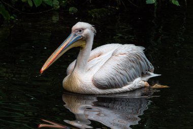 Büyük Beyaz Pelikan (