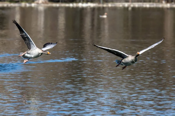 Greylag Goose Anser Anser Anatidae Vízimadarak Családjába Tartozó Nagy Libafajok — Stock Fotó