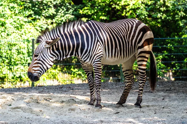 Hartmanns Bergzebra Equus Zebra Hartmannae Underart Till Den Bergzebra Som — Stockfoto