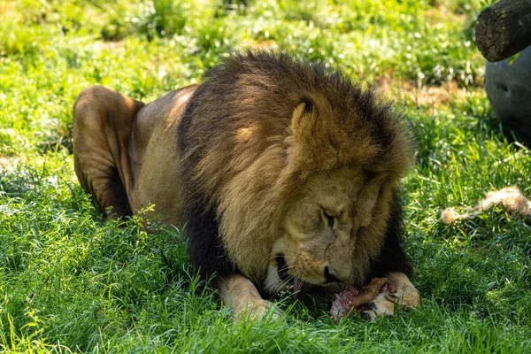 Panthera Leo Dos Quatro Grandes Felinos Gênero Panthera Membro Família — Fotografia de Stock