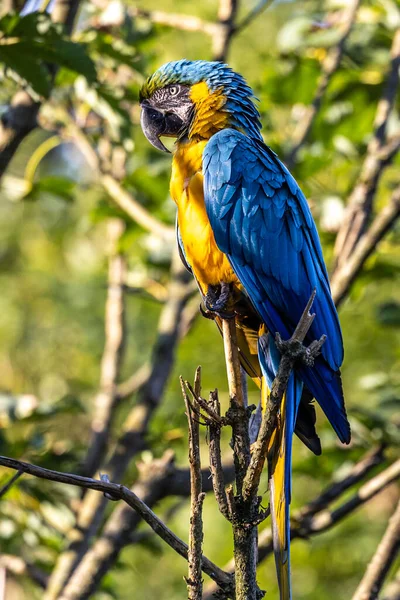 Niebiesko Żółty Macaw Ara Ararauna Znany Również Jako Niebiesko Złoty — Zdjęcie stockowe