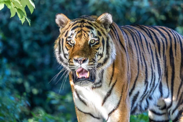 Den Sibiriska Tigern Panthera Tigris Altaica Den Största Katten Världen — Stockfoto