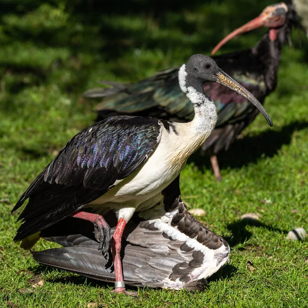 Saman Boyunlu Ibis Threskiornis Spinicollis Threskiornithidae Familyasından Bir Kuş Türü — Stok fotoğraf