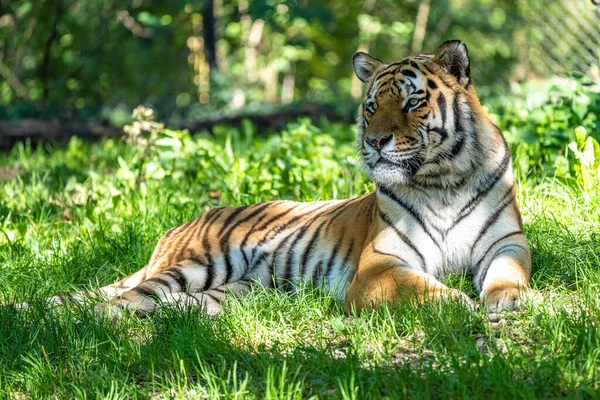 Siberian Tiger Panthera Tigris Altaica Biggest Cat World — Stock Photo, Image