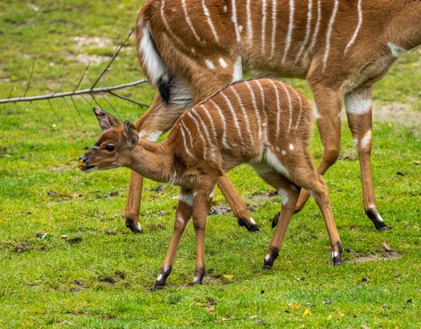 Bebé Nyala Tragelaphus Angasii Antílope Espiral Nativo África Austral Uma — Fotografia de Stock