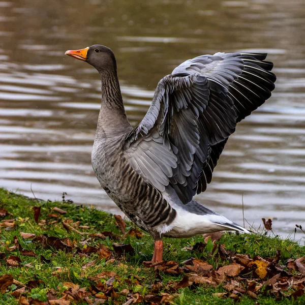 Χήνα Greylag Anser Anser Είναι Ένα Είδος Μεγάλης Χήνας Στην — Φωτογραφία Αρχείου