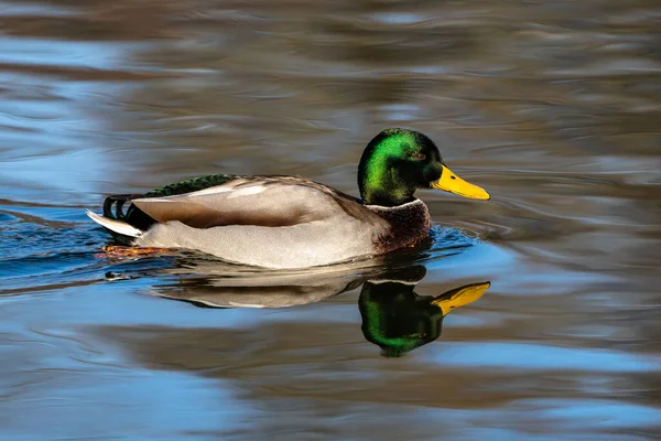 Ánade Real Anas Platyrhynchos Pato Juguetón Aquí Nadando Lago — Foto de Stock