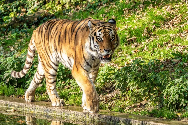 Siberische Tijger Panthera Tigris Altaica Grootste Kat Ter Wereld — Stockfoto