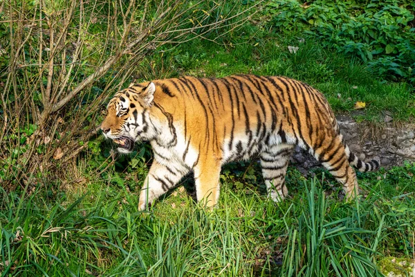 Τίγρης Της Σιβηρίας Panthera Tigris Altaica Είναι Μεγαλύτερη Γάτα Στον — Φωτογραφία Αρχείου