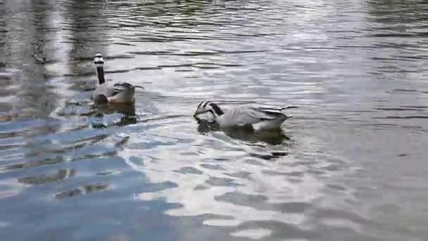 Den Barhuvad Gås Anser Indicus Gås Som Häckar Centralasien Kolonier — Stockvideo