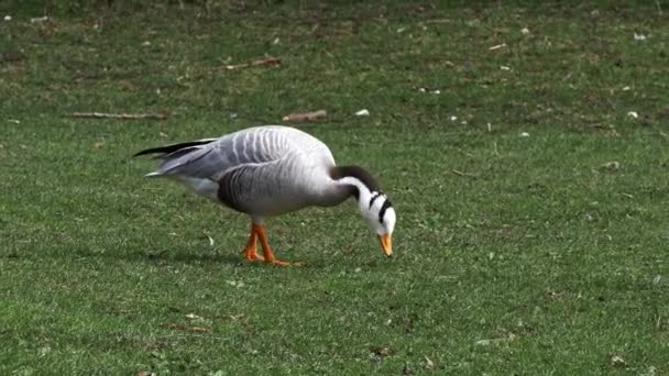 Die Stabgans Anser Indicus Ist Eine Gans Die Zentralasien Tausenden — Stockvideo