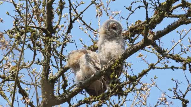 少年の小さなフクロウ Strix Alucoは小枝に倒れた この茶色いフクロウは 古生物学の多くの森の中で一般的に見られる 中くらいの大きさのふくろうです — ストック動画