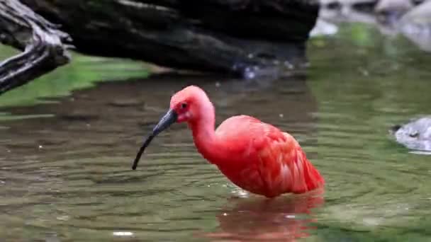 红杉科鸟类 因羽毛的红色而被羡慕 这是甲壳类食物的结果 — 图库视频影像