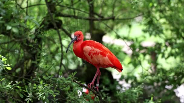 Szkarłatny Ibis Eudocimus Ruber Ptak Rodziny Threskiornithidae Podziwiany Przez Czerwonawe — Wideo stockowe