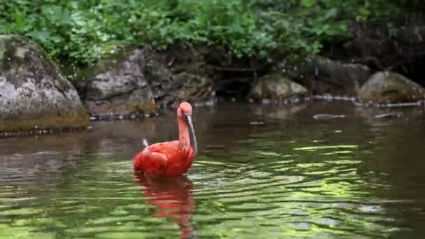 Scarlet Ibis Eudocimus Ruber Vogel Uit Familie Threskiornithidae Bewonderd Door — Stockvideo