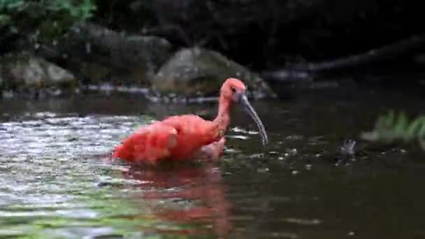 Szkarłatny Ibis Eudocimus Ruber Ptak Rodziny Threskiornithidae Podziwiany Przez Czerwonawe — Wideo stockowe