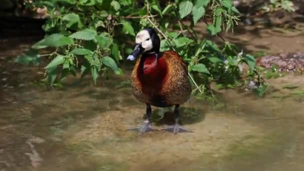 Witte Fluitende Eend Dendrocygna Individuata Luidruchtige Vogel Met Een Duidelijke — Stockvideo