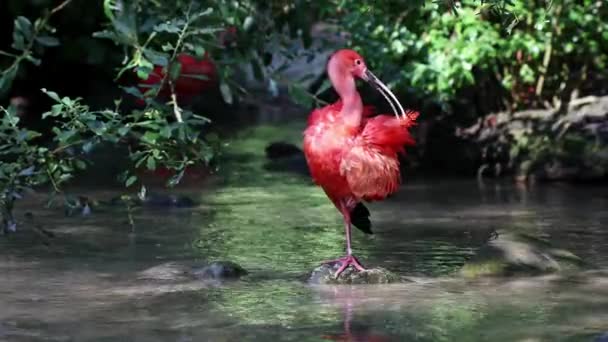 Scarlet Ibis Eudocimus Ruber Bird Threskiornithidae Family Admired Reddish Coloration — Stock Video