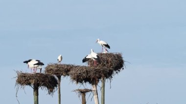 Ciconia ciconia Storks kolonisi Los Barruecos Doğal Anıtı 'nda korunan bir bölgede, Malpartida de Caceres, İspanya' da Extremadura.