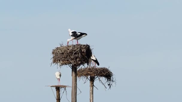 Ciconia Ciconia Storks Kolonisi Los Barruecos Doğal Anıtı Nda Korunan — Stok video