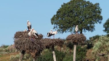 Ciconia ciconia Storks kolonisi Los Barruecos Doğal Anıtı 'nda korunan bir bölgede, Malpartida de Caceres, İspanya' da Extremadura.