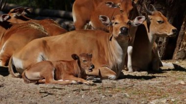 Banteng ailesi, Bos javanicus veya Red Bull. Vahşi bir sığır türüdür ama sığır ve bizondan farklı kilit özellikler vardır: hem erkek hem de dişilerde beyaz bir şerit..