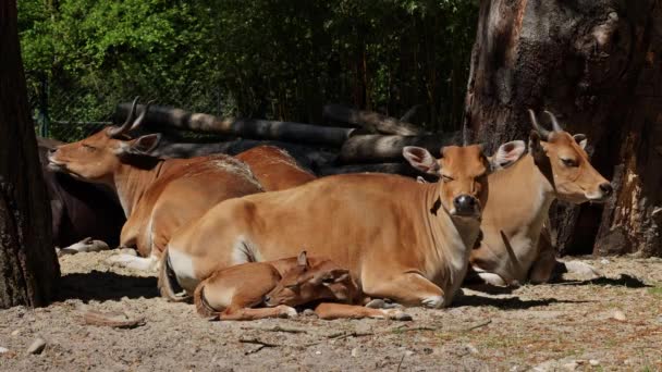 バンテン ジャヴァニクス レッド ブルの家族 それは野生の牛の一種ですが 牛やバイソンとは異なる主な特徴があります 男性と女性の両方で白い帯底 — ストック動画