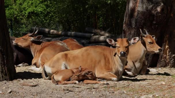 Οικογένεια Banteng Bos Javanicus Red Bull Είναι Ένα Είδος Άγριων — Αρχείο Βίντεο