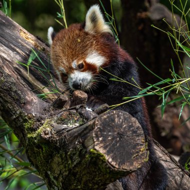 Kırmızı panda, Ailurus fulgens, daha küçük panda ve kırmızı kedi ayı olarak da bilinir..